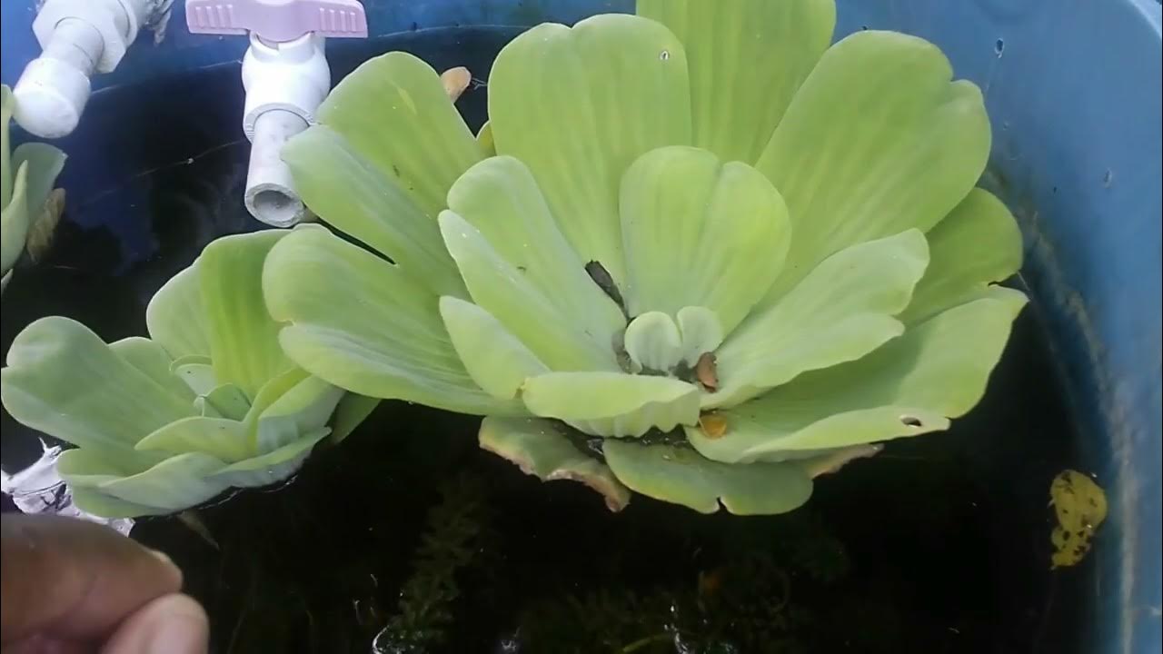 Advantages and Disadvantages of using floating Cabbage water lilies