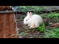 CUTE BUNNY RABBIT MAXIMUS : WILL HE TAKE THE JUMP ???