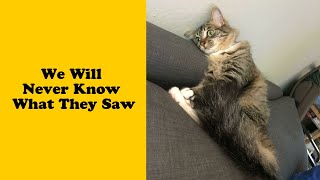 50 Times Cats Malfunctioned And Their Owners Just Had To Document It Online