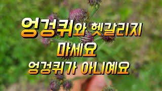 지칭개의 대표적인 3가지효능과 복용시 주의할점 엉겅퀴와 혼동하지 마세요
