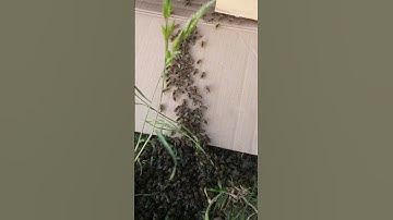 Catching a ground swarm of bees. #beekeeping #bees #nature #honeybee #beekeeper #asmr #subscribe