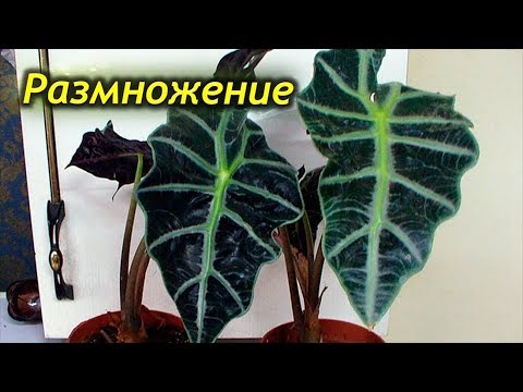 Видео: Растение Микки Мауса из семян или черенков: как размножить куст Микки Мауса