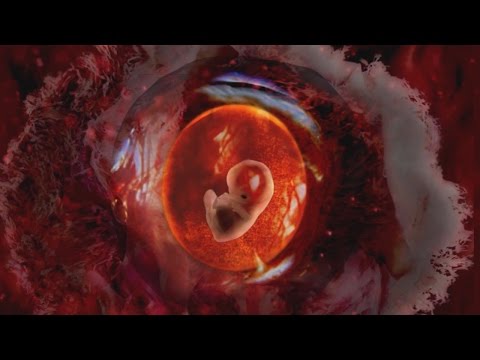 Au coeur des organes : Le cycle ovarien