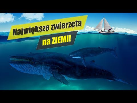 Wideo: Rekin błękitny: opis gatunku, siedlisko, pochodzenie i cechy