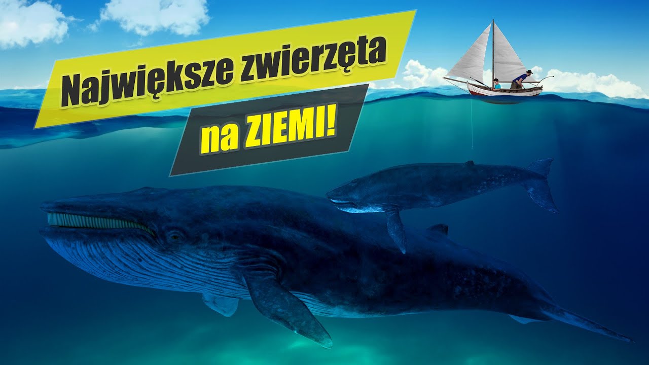 Ile Ton Może Ważyć Wieloryb Dlaczego wieloryby są tak GIGANTYCZNE? Czy mogą ważyć 340 ton? - YouTube