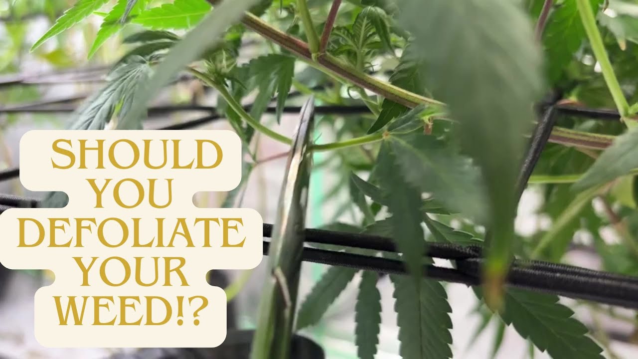 How to Defoliate Cannabis plants for Max Yield and Cannabinoid Uniformity according to Science!