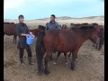 Tuya. La Mongolia dei pastori