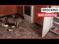 Sneaky badger constantly breaks into home and steals food  swns tv