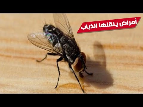 فيديو: ما هي الأمراض التي يحملها الذباب؟