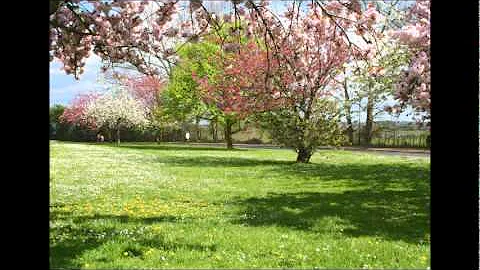 springtime in ireland tracey grant