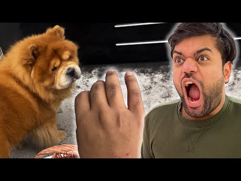 I Got Bit By A Dog Kuttay Ne Kaat Liya