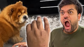 I Got Bit By A Dog Kuttay Ne Kaat Liya