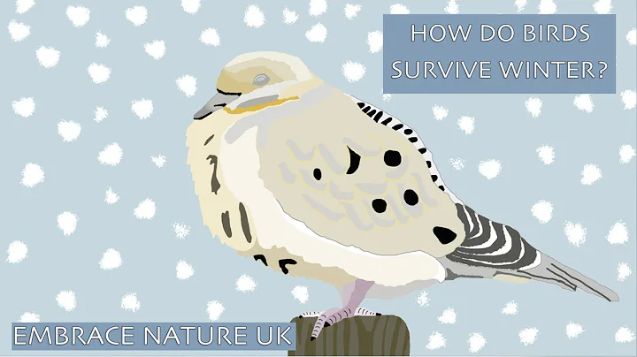 HOW DO BIRDS SURVIVE WINTER?