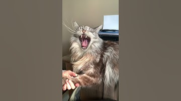 Adorable Maine Coon Cat | Cutest Yawn | #shorts