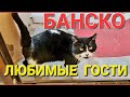 БАНСКО.БОЛГАРИЯ.Как они узнают,что я в Банско???🐈‍⬛🐈🐈‍⬛🐈