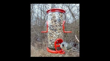 Our Top Pick for Best Winter Bird Feeder 2025