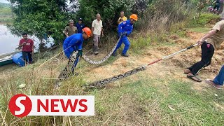 80kg python caught in Baling