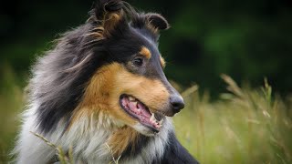 Navigating the Challenges of Collie Ownership #2
