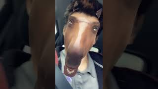 Have you ever seen Animorphs? #funny