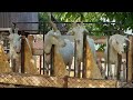 Microferma saanen din Prahova-Capre 2021-Goats Farm Romanian ❗