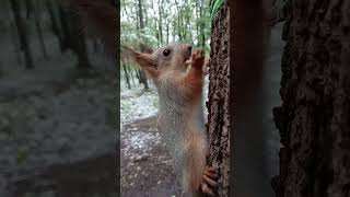 Ещё про бельчонка и орешек / More about little squirrel and the nut #squirrel #cute #cuteanimal