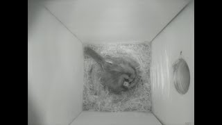 Nestbox 20180704/04:00 - 935 frames with movement