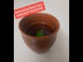 Refreshing black tea immunity boosterdivyas kitchen homemadefood