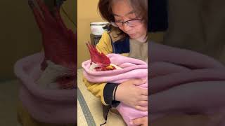 Lady Holding Her Chicken Inside a Towel as She Tries to Make It Sleep