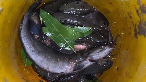 #Tập47 Câu cá rô đồng, cá trê kênh lục bình Miền Tây!