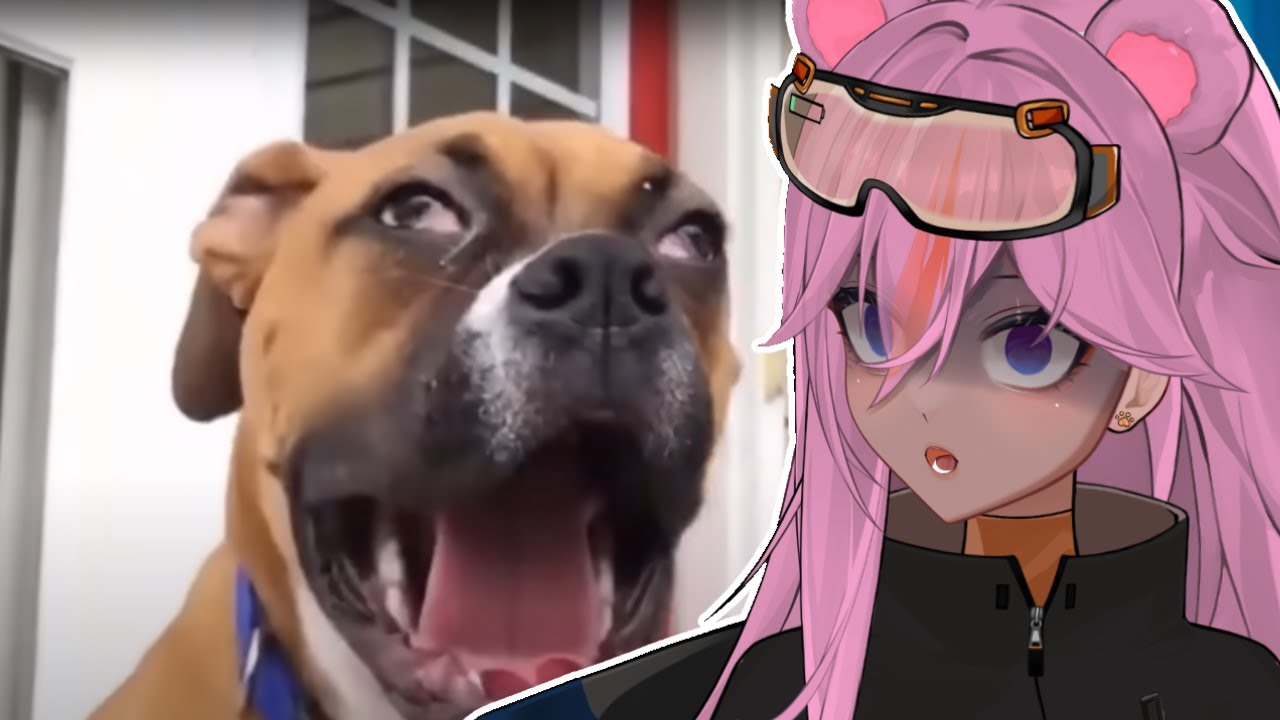 Реакция любителя кошек на видео с собаками II. Реакция VTuber на ежедневную дозу интернета.