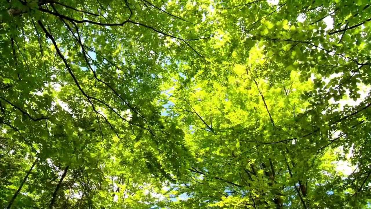 MSU AgBioResearch: Improving Black Cherry Trees