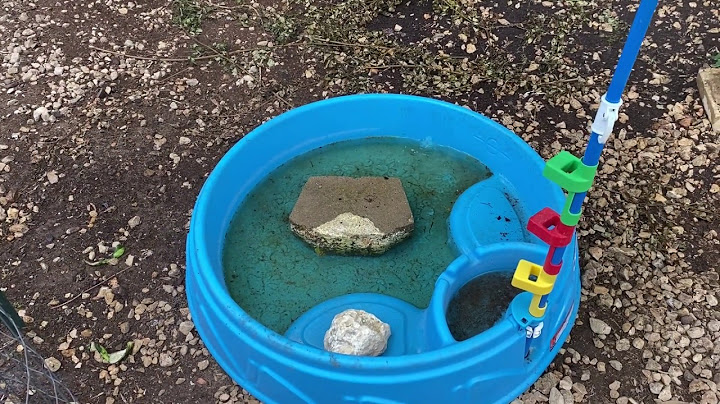 A Pool for Your Chickens?! - Five Minute Chicken Tips