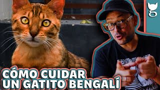 CÓMO ES VIVIR CON UN GATO BENGALÍ 😺 LA GATERÍA TV