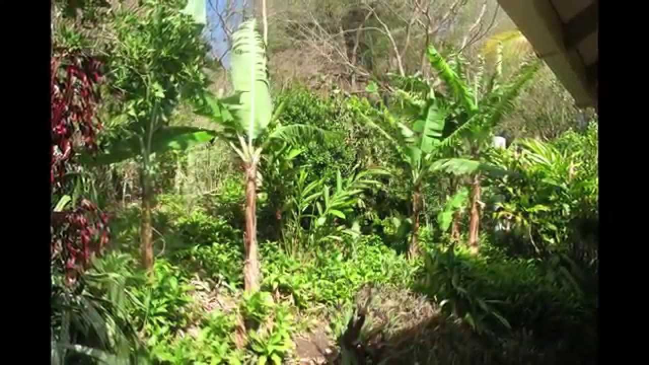Belair Gardens Cottage, Carriacou, Grenada YouTube