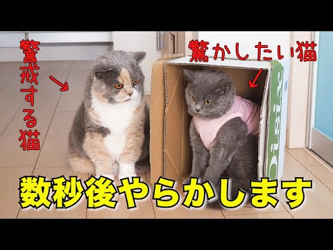いたずらっ子完全復活!!|セルカークレックス|ブリティッシュショートヘア
