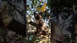 Marcy Kitty In A Tree