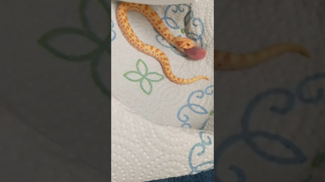 camera iphone 8 plus apk Albino Anaconda Western Hognose Feeding
