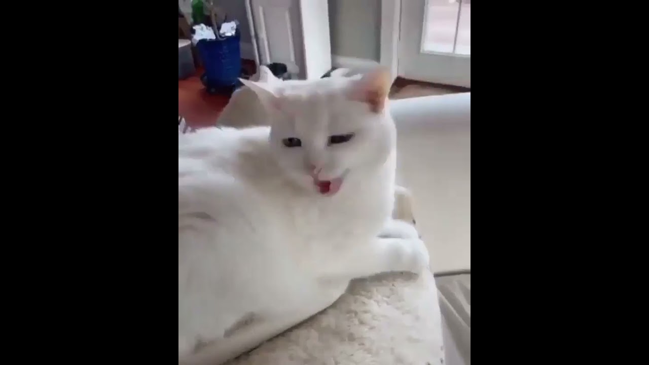 Cat sound, Sounds that attract cats. YouTube