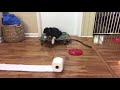 4 Month Old Puppy Training Through Big Distractions | Australian Shepherd 4 Month Old Puppy Training Through Big Distractions | Australian Shepherd