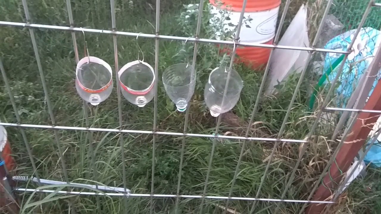 ⁣Линия убоя птицы перепела