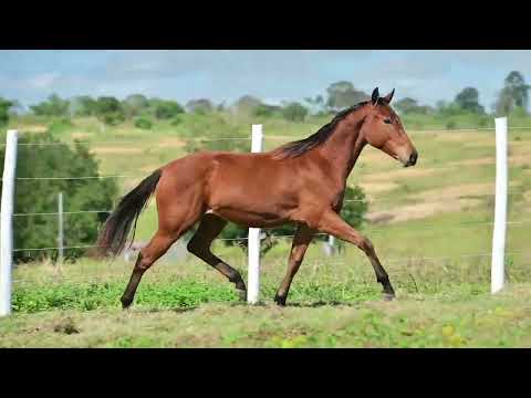 LOTE 032 - MAVI ROJO R4 - 1º LEILÃO RANCHO R3 HORSE FESTIVAL