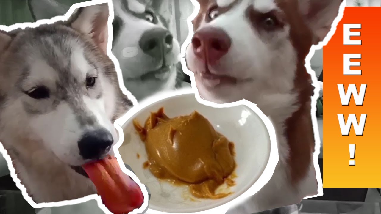 What Food Do Huskies Hate? Funny Dogs Review Food Challenge! Dogs
