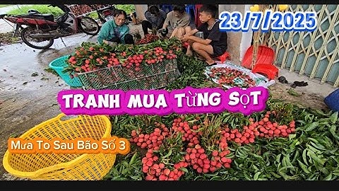 TRANH NHAU MUA TỪNG SỌT VẢI THIỀU LỤC NGẠN SƯỚI MƯA SAU BÃO SỐ 3 I NÚI ĐỒI LỤC NGẠN