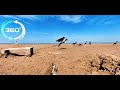 360 Video VR - Crows on the Baltic Beach l Пугливые Вороны на пляже Риги