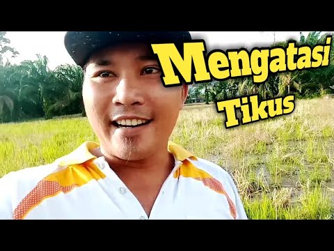 () Cara Mengatasi Tikus Agar Tidak Memakan DOD Bebek () Cara Mengatasi Tikus Agar Tidak Memakan DOD Bebek