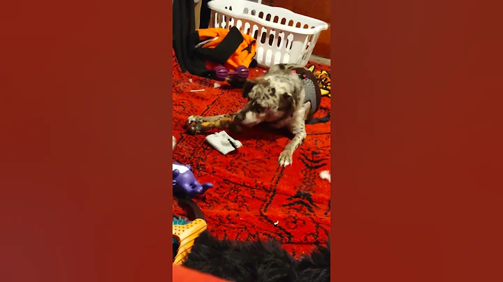 kagomae enjoying bone 2021