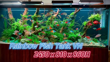 Bể Cá Cầu Vồng Layout Lũa Siêu Đẹp - Phan Phúc