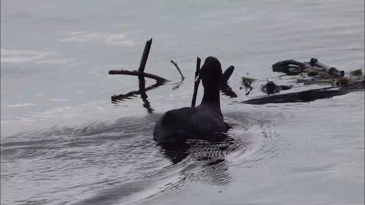 Coots building nest in deep water YouTube