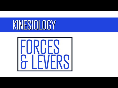 What are Forces and Levers in the Human body?