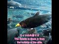 魚を釣ったら！どこに針が刺さったかチェックして、どのような方向からどのように口を開けてルアーにアタックしたか？考える事はとても楽しいです！